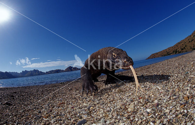 Komodovaraan (Varanus komodoensis)