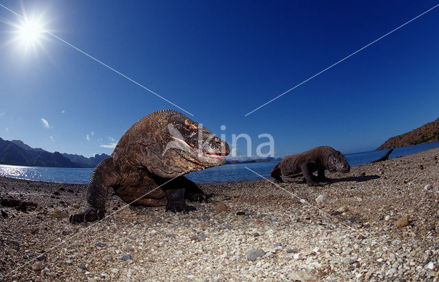 Komodo Island Monitor