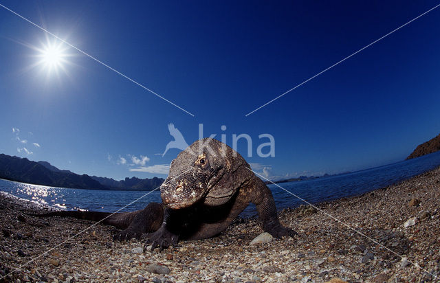 Komodo Island Monitor