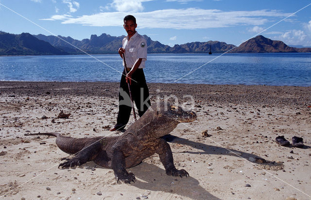 Komodo Island Monitor