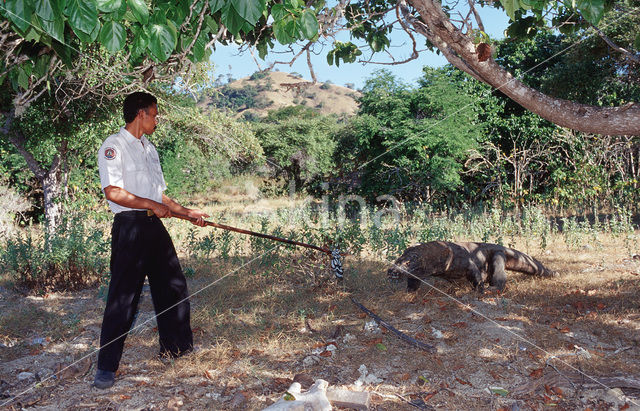 Komodo Island Monitor