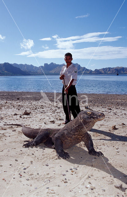 Komodovaraan (Varanus komodoensis)