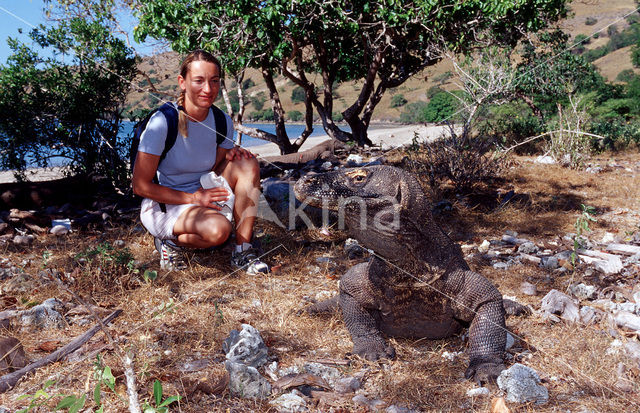 Komodo Island Monitor