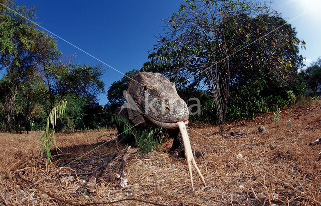 Komodovaraan (Varanus komodoensis)