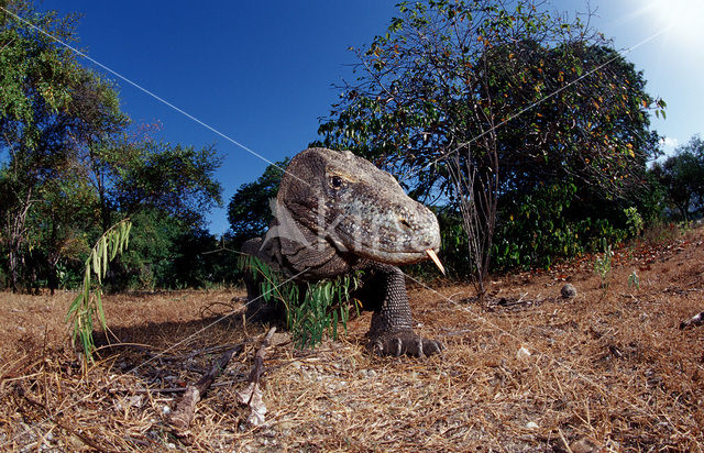 Komodovaraan (Varanus komodoensis)