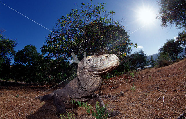 Komodovaraan (Varanus komodoensis)