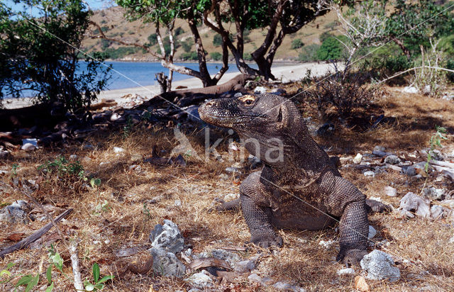 Komodovaraan (Varanus komodoensis)