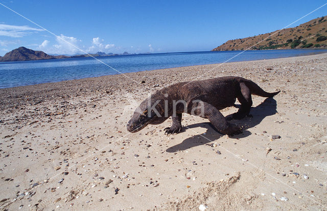 Komodovaraan (Varanus komodoensis)