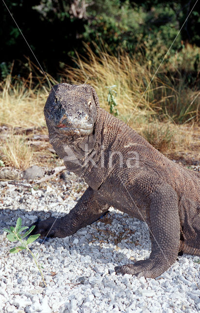 Komodovaraan (Varanus komodoensis)