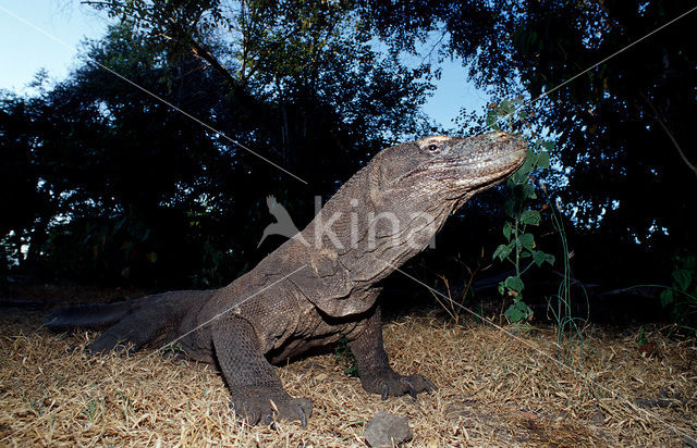 Komodovaraan (Varanus komodoensis)