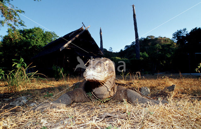 Komodovaraan (Varanus komodoensis)