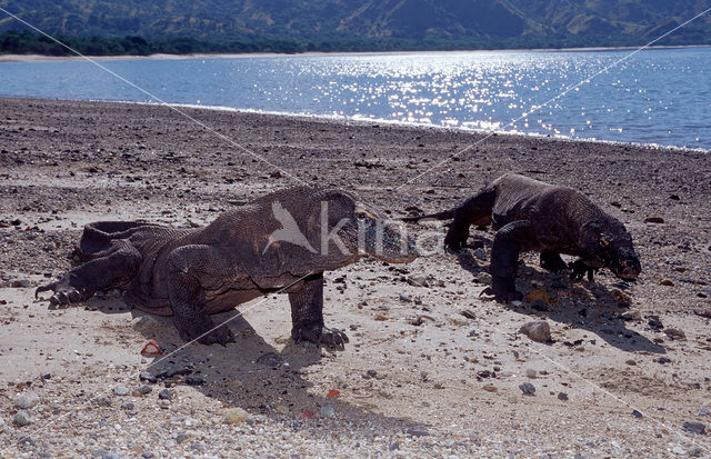 Komodovaraan (Varanus komodoensis)