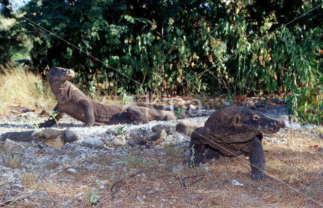 Komodovaraan (Varanus komodoensis)