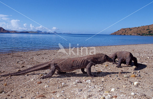 Komodovaraan (Varanus komodoensis)