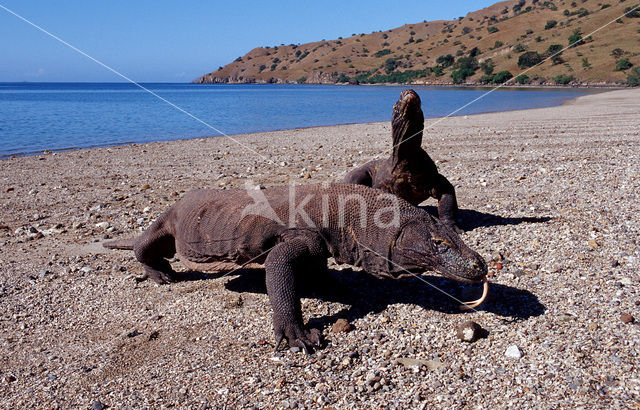 Komodovaraan (Varanus komodoensis)