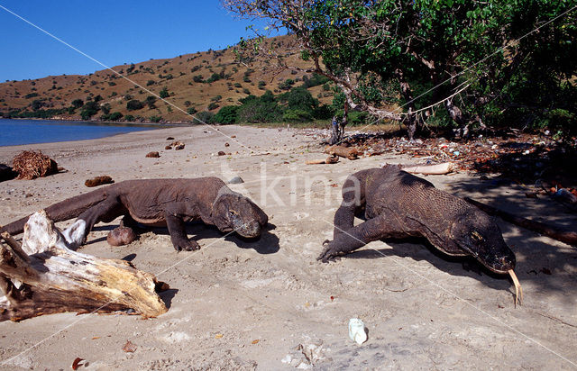 Komodovaraan (Varanus komodoensis)