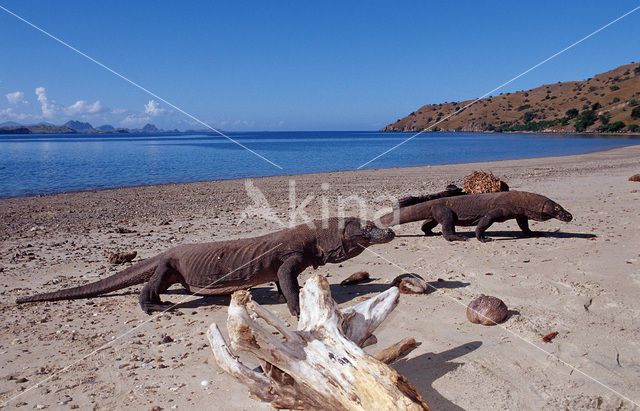 Komodovaraan (Varanus komodoensis)