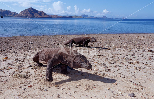 Komodovaraan (Varanus komodoensis)