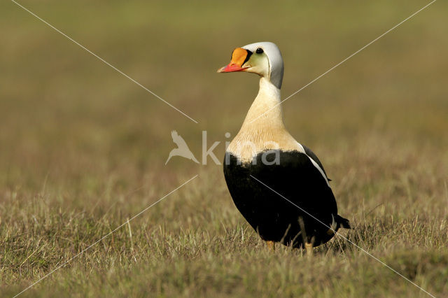 King Eider (Somateria spectabilis)