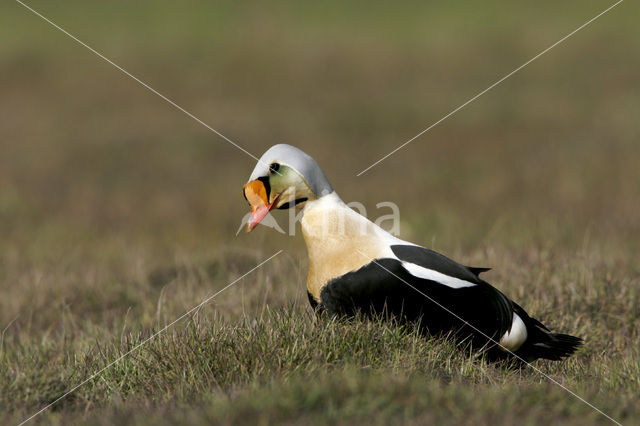 King Eider (Somateria spectabilis)