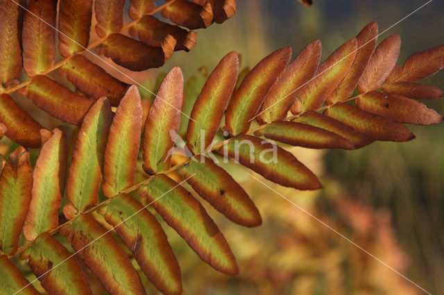 Koningsvaren (Osmunda regalis)