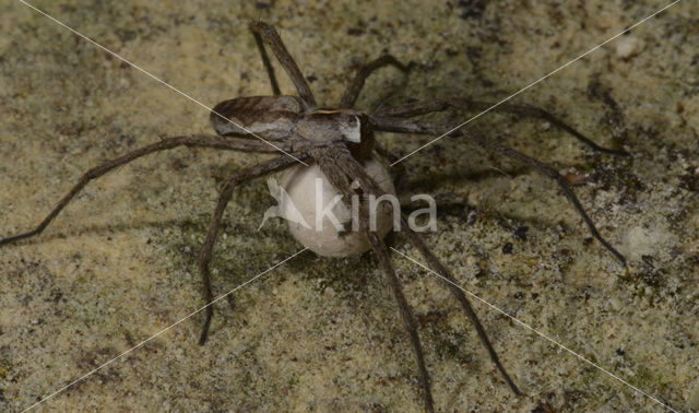 nursery web spider (Pisaura mirabilis)