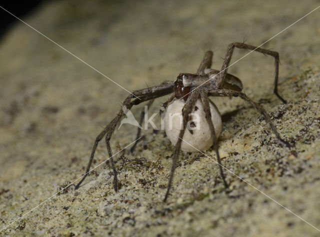 nursery web spider (Pisaura mirabilis)