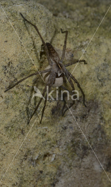 nursery web spider (Pisaura mirabilis)