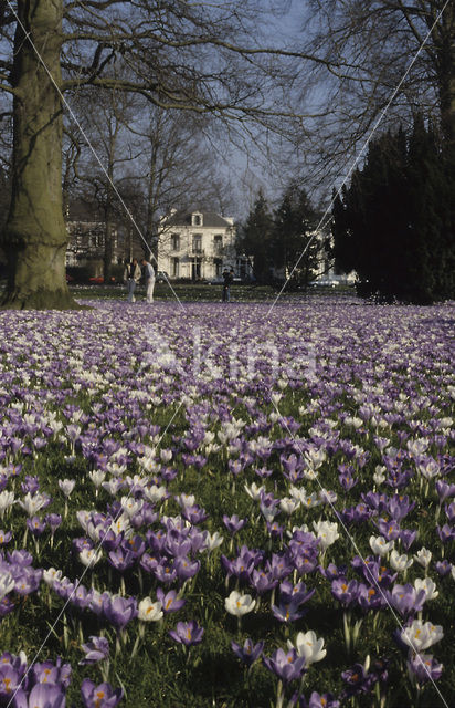 Krokus (Crocus spec.)