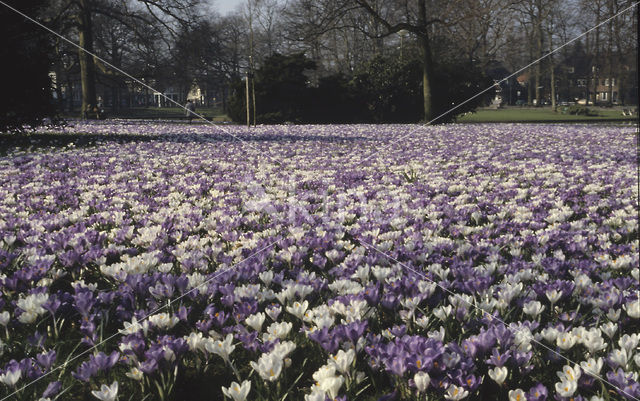 Crocus (Crocus spec.)