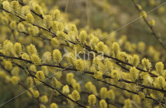 Kruipwilg (Salix repens)