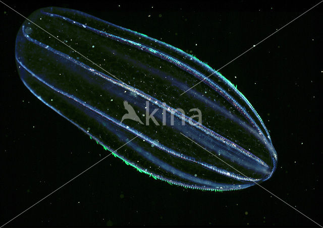 Comb jelly