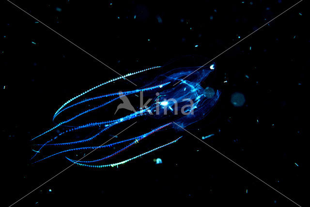 Comb jelly