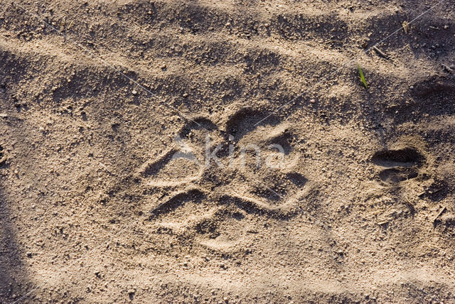 Leeuw (Panthera leo)