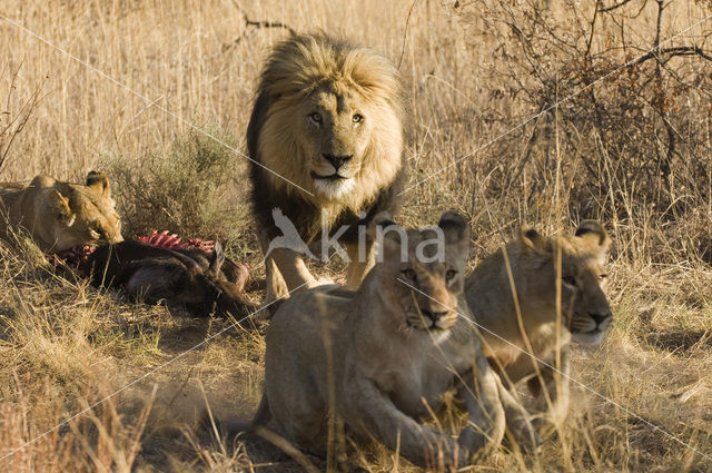 Leeuw (Panthera leo)