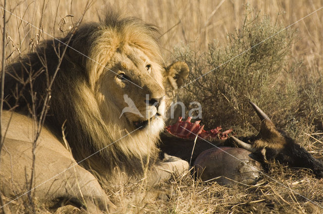 Leeuw (Panthera leo)