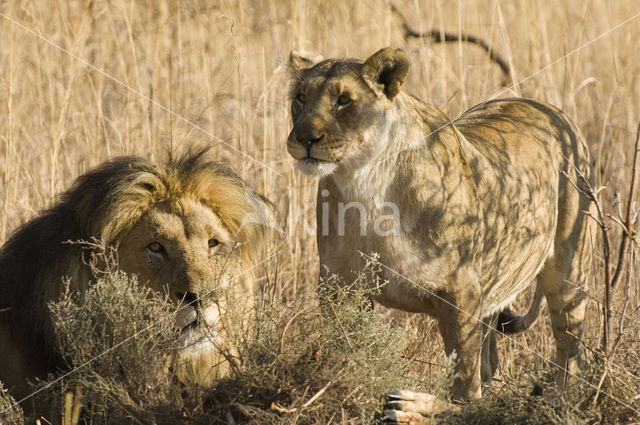 Leeuw (Panthera leo)