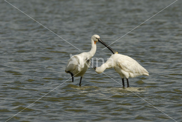 Lepelaar (Platalea leucorodia)