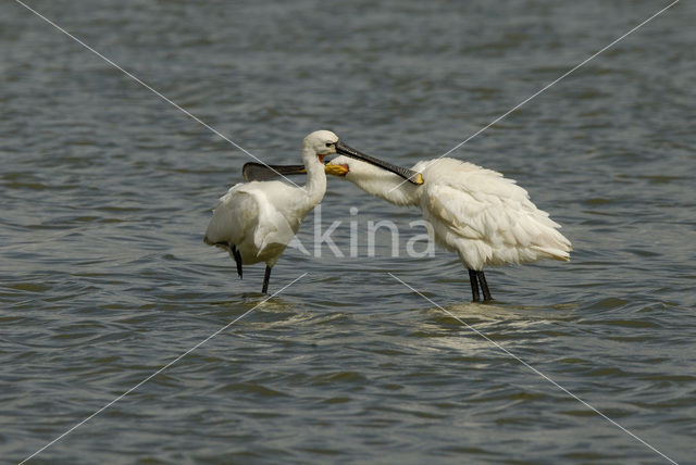 Eurasian Spoonbill (Platalea leucorodia)