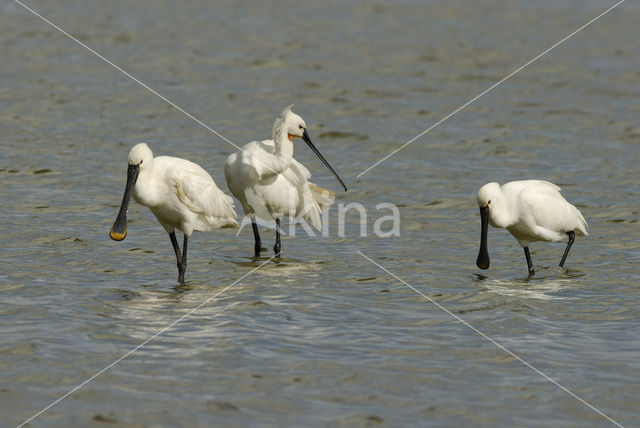 Eurasian Spoonbill (Platalea leucorodia)