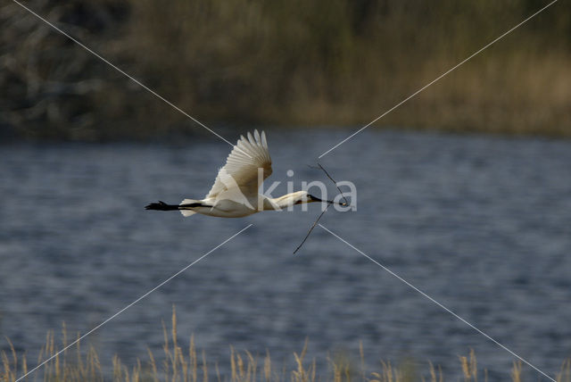 Lepelaar (Platalea leucorodia)