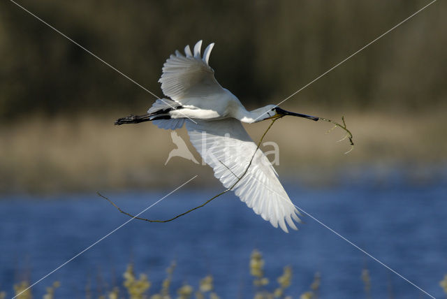 Eurasian Spoonbill (Platalea leucorodia)