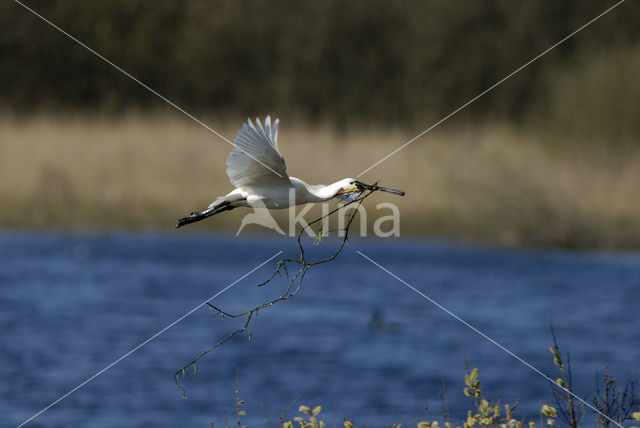 Eurasian Spoonbill (Platalea leucorodia)