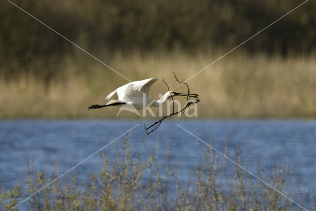 Eurasian Spoonbill (Platalea leucorodia)