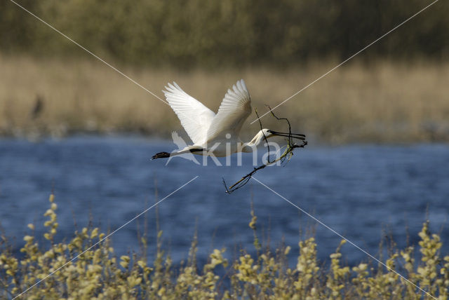 Eurasian Spoonbill (Platalea leucorodia)