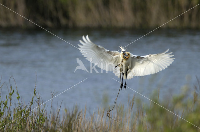 Eurasian Spoonbill (Platalea leucorodia)