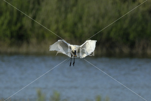 Eurasian Spoonbill (Platalea leucorodia)