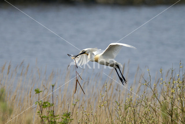 Eurasian Spoonbill (Platalea leucorodia)