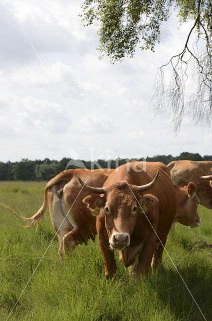 Limousin koe (Bos domesticus)