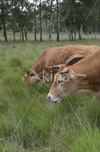 Limousin koe (Bos domesticus)